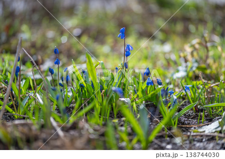Blue blooms emerge. Fresh grass and delicate flowers. Dewcovered stems and vibrant natural hues. Morning light illuminates delicate blue flowers in lush greenery Blue blooms emerge. Fresh grass and delicate flowers. Dewcovered stems and vibrant natural hues. Morning light illuminates delicate blue flowers in lush greenery 138744030
