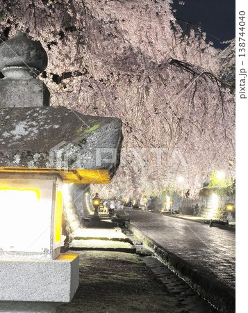 静岡県 大石寺 満開の枝垂れ桜の夜景 3月 静岡県 大石寺 満開の枝垂れ桜の夜景 3月 138744040