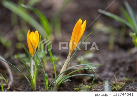 Tiny Yellow Crocuses Radiate Morning Warmth. Vivid Crocus Buds Sparkle in Dewy Morning Light. Closeup of Bright Crocuses with Dewdrops and Textured Earth in Morning Light Tiny Yellow Crocuses Radiate Morning Warmth. Vivid Crocus Buds Sparkle in Dewy Morning Light. Closeup of Bright Crocuses with Dewdrops and Textured Earth in Morning Light 138744041