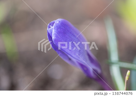 Vivid flower closeup. Detailed macro shot of purple crocus in morning light with dew. Fine botanical image capturing violet crocus bud with water droplets and subtle background 138744076