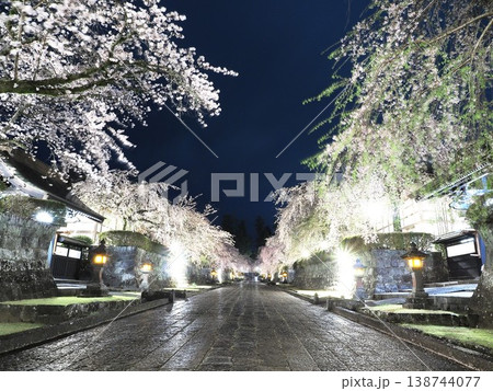 静岡県　大石寺　ライトアップされた満開の枝垂れ桜の参道　3月 138744077