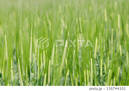 麦畑 138744101