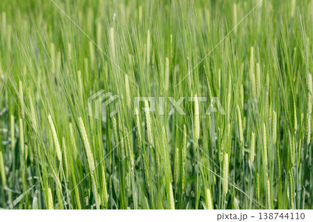 ムギ畑 138744110