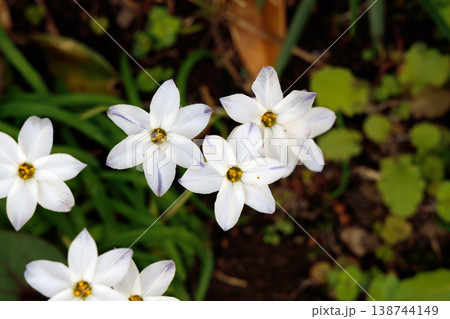 白いハナニラの花 白いハナニラの花 138744149