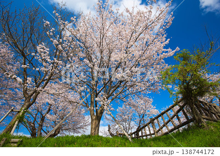 青空に映える満開の桜 138744172