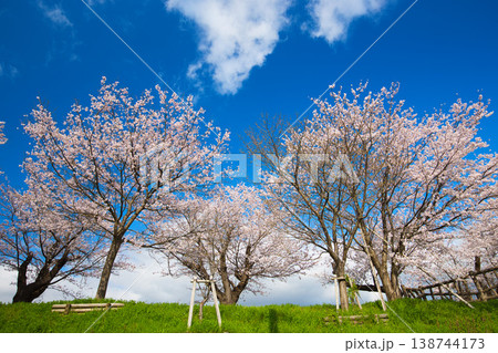 青空に映える満開の桜 青空に映える満開の桜 138744173