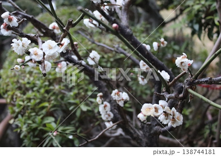 花と木 138744181