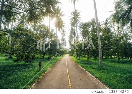 Scenic rural road through a lush tropical coconut palm plantation. Scenic rural road through a lush tropical coconut palm plantation. 138744276