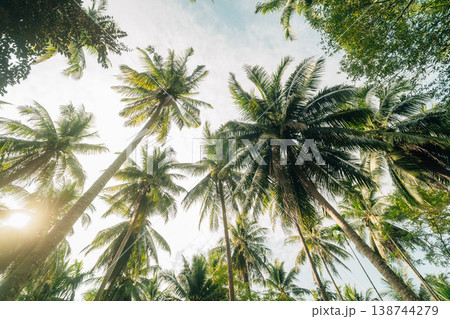Scenic rural road through a lush tropical coconut palm plantation. 138744279