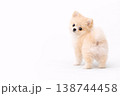 微笑むポメラニアン 微笑むポメラニアン 138744458