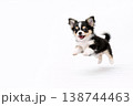 走るチワワ 走るチワワ 138744463