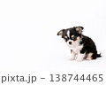 落ち込むチワワの子犬 落ち込むチワワの子犬 138744465