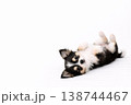 眠るチワワの子犬 眠るチワワの子犬 138744467