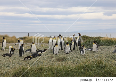 キングペンギン キングペンギン 138744472