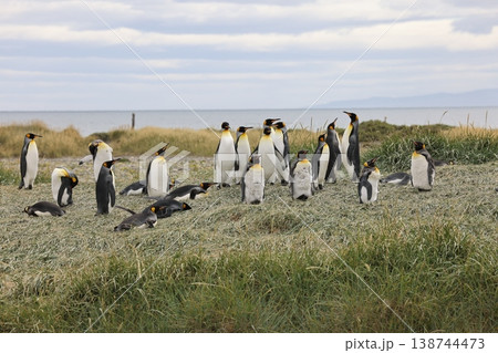 キングペンギン キングペンギン 138744473
