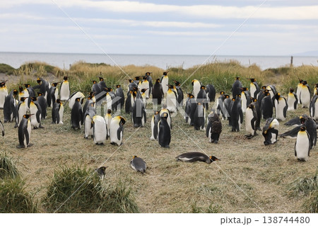 キングペンギン 138744480