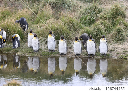 キングペンギン 138744485