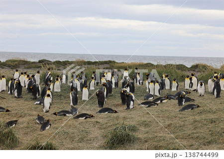 キングペンギン 138744499
