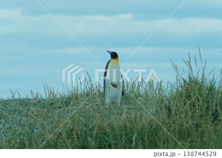 キングペンギン 138744529