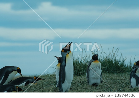 キングペンギン キングペンギン 138744536
