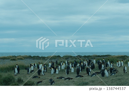 キングペンギン キングペンギン 138744537