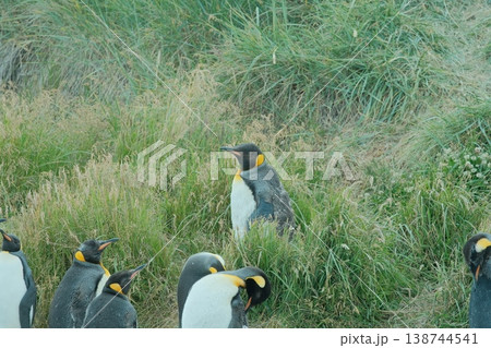 キングペンギン 138744541