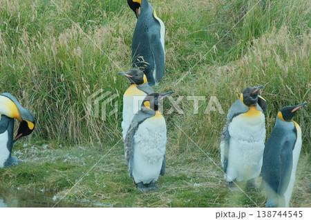 キングペンギン キングペンギン 138744545
