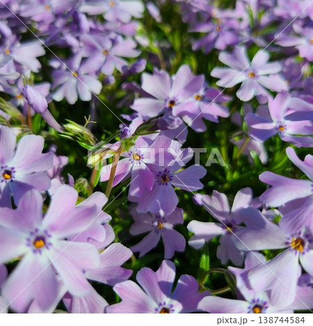 春に咲く芝桜 春に咲く芝桜 138744584