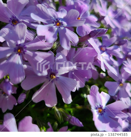 春に咲く芝桜 春に咲く芝桜 138744585
