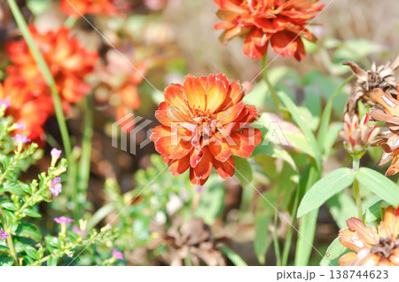 Zinnia or Zinnia angustifolia,Zinnia angustifolia Kunth or Asteraceae or orange flower 138744623