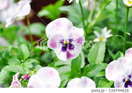 Pansies, Pansy or Viola or Viola cornuta or Viola lutea or Viola x wittrockiana flower or white and purple flower Pansies, Pansy or Viola or Viola cornuta or Viola lutea or Viola x wittrockiana flower or white and purple flower 138744628