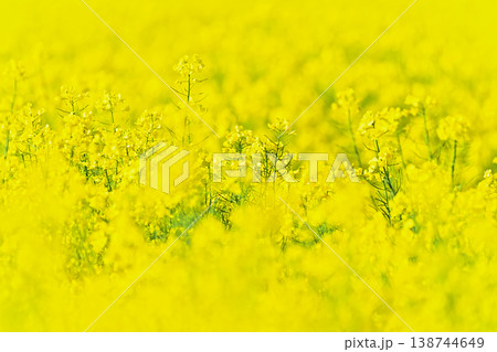 菜の花 北海道 菜の花 北海道 138744649