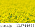 菜の花　北海道 138744655