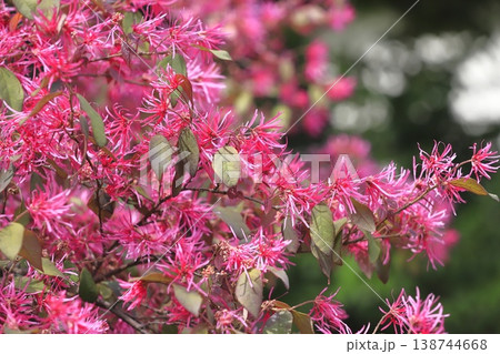 満開のトキワマンサクの花（ベニバナトキワマンサク）　 138744668