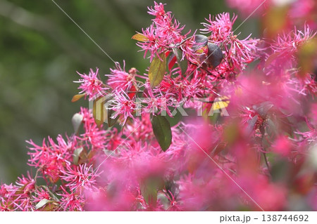 満開のトキワマンサクの花(ベニバナトキワマンサク) 満開のトキワマンサクの花(ベニバナトキワマンサク) 138744692