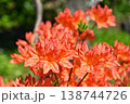花　ツツジ 138744726
