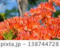 花　ツツジ 138744728