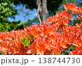 花　ツツジ 138744730
