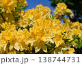 花　ツツジ 138744731