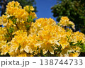 花　ツツジ 138744733