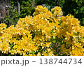 花　ツツジ 138744734