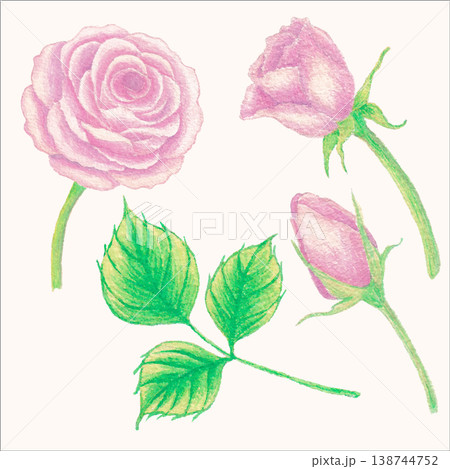 Rose watercolor botanical flower romantic floral element 138744752