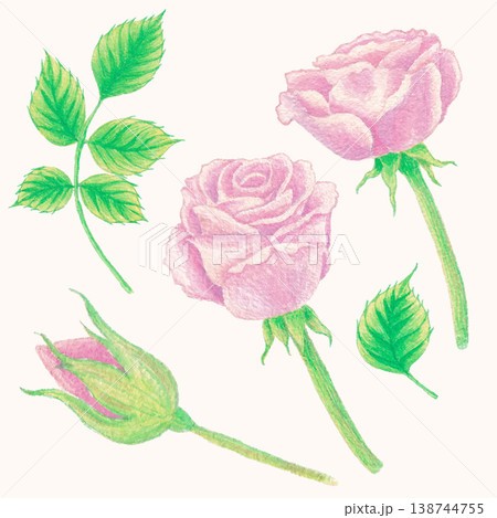 Rose watercolor floral arrangement delicate blossom art 138744755
