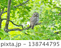野鳥　エゾフクロウ 138744795