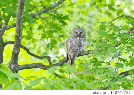野鳥 エゾフクロウ 野鳥 エゾフクロウ 138744795