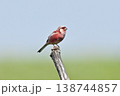 野鳥　ベニマシコ 138744857