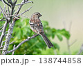 野鳥　ベニマシコ 138744858