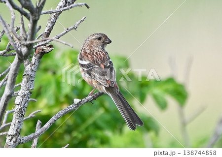 野鳥 ベニマシコ 野鳥 ベニマシコ 138744858
