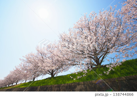 青空に映える満開の桜 138744866