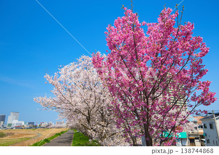 青空に映える満開の桜 青空に映える満開の桜 138744868